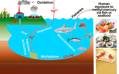 Quick Question: Does your Fish Oil have contaminants and toxins?