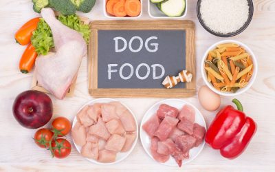 Can I give my dog a solely meat diet?