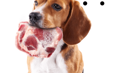 Why aren’t dogs carnivores?