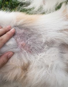 Dog skin dermatitis