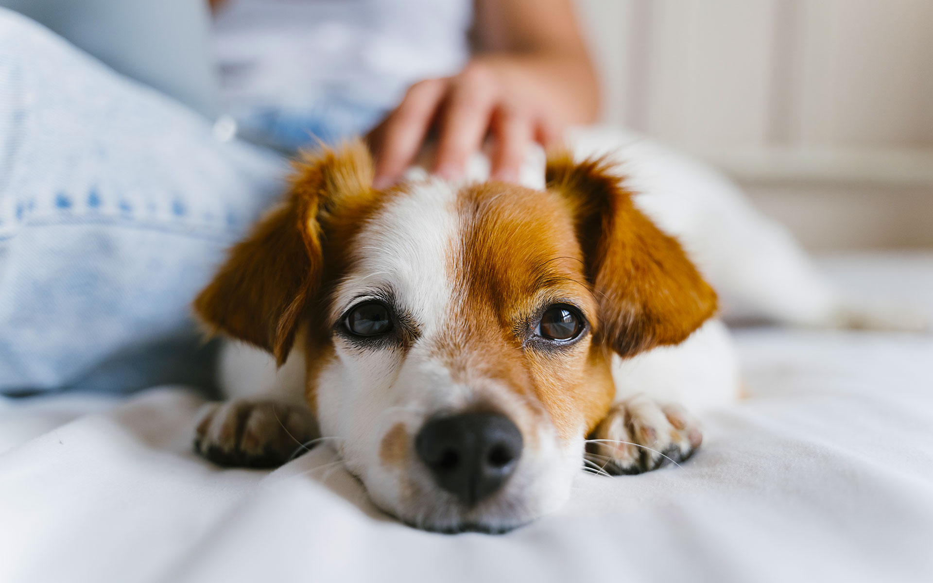 Puppy Lying Down